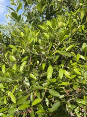 Coptosperma littorale