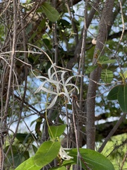 Ancylobothrys petersiana