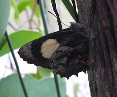 Ogyris abrota
