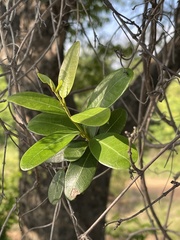 Ancylobothrys petersiana
