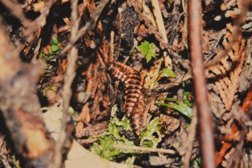 Montaphe elrodi