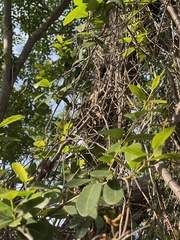 Ancylobothrys petersiana