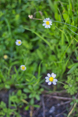 Anthemis cretica