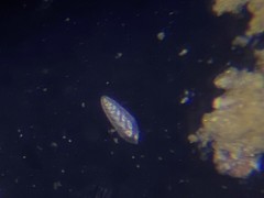 Bolivinitidae