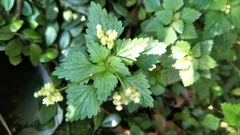 Nanocnide japonica