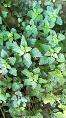 Nanocnide japonica