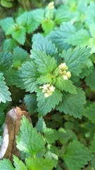 Nanocnide japonica