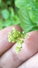 Nanocnide japonica