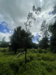 Streblus heterophyllus