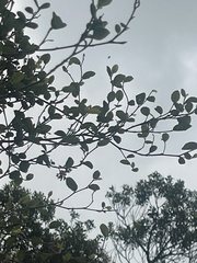 Streblus heterophyllus