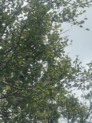 Streblus heterophyllus