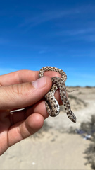 Dipsina multimaculata