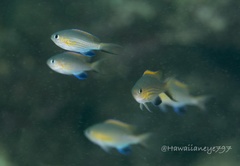 Pycnochromis vanderbilti