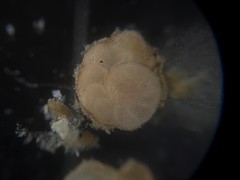 Cibicidoides dispars