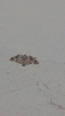 Cleora injectaria