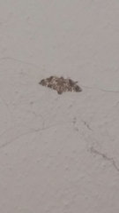 Cleora injectaria
