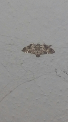 Cleora injectaria