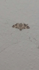 Cleora injectaria