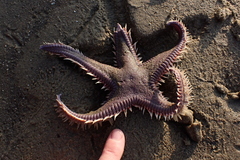 Astropecten verrilli