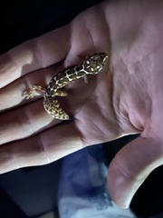 Pachydactylus barnardi