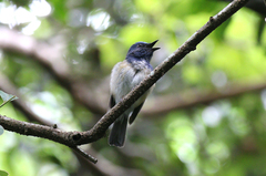 Cyornis hainanus