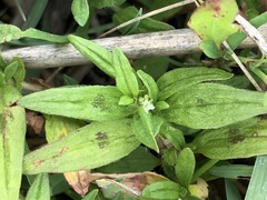 Persicaria prostrata