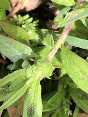Persicaria prostrata