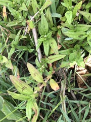 Persicaria prostrata