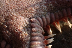 Astropecten verrilli