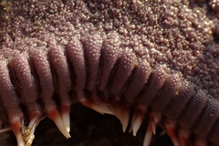 Astropecten verrilli