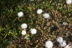 Mesembryanthemum paulum