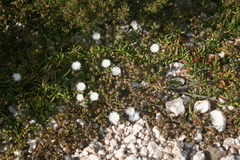 Mesembryanthemum paulum