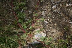 Mesembryanthemum paulum