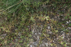 Mesembryanthemum paulum