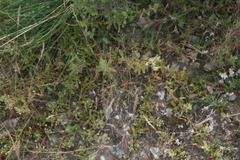 Mesembryanthemum paulum