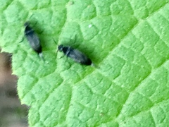 Greenmaniella resinosa