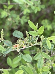 Indigofera subulata