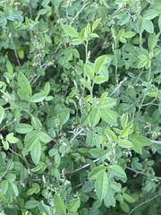 Indigofera subulata
