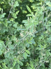 Indigofera subulata