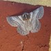 Varied Grey Moth - Photo (c) Delma, some rights reserved (CC BY-NC), uploaded by Delma
