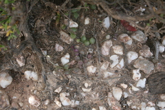 Curio radicans