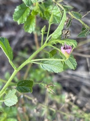 Hermannia boraginiflora