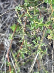 Hermannia boraginiflora