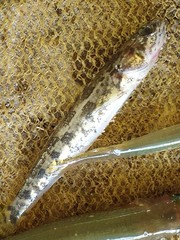 Pseudaphritis urvillii