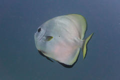 Platax boersii