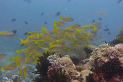 Lutjanus xanthopinnis