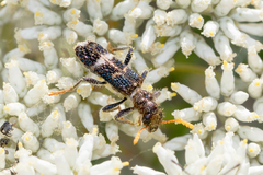 Scrobiger splendidus