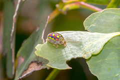 Paropsisterna annularis
