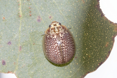 Paropsisterna decolorata