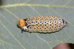 Paropsisterna pictipes